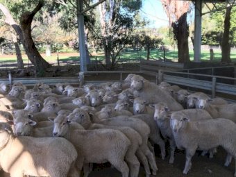 102 First Cross Ewe Lambs SIL to Southdown Rams