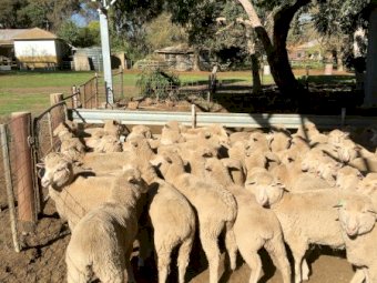 102 First Cross Ewe Lambs SIL to Southdown Rams