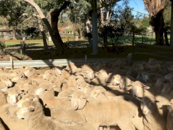 102 First Cross Ewe Lambs SIL to Southdown Rams
