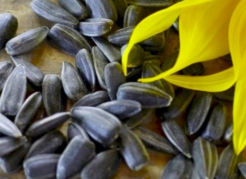 Black Sunflower (Harvesting late May)