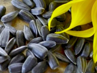 Black Sunflower (Harvesting late May)