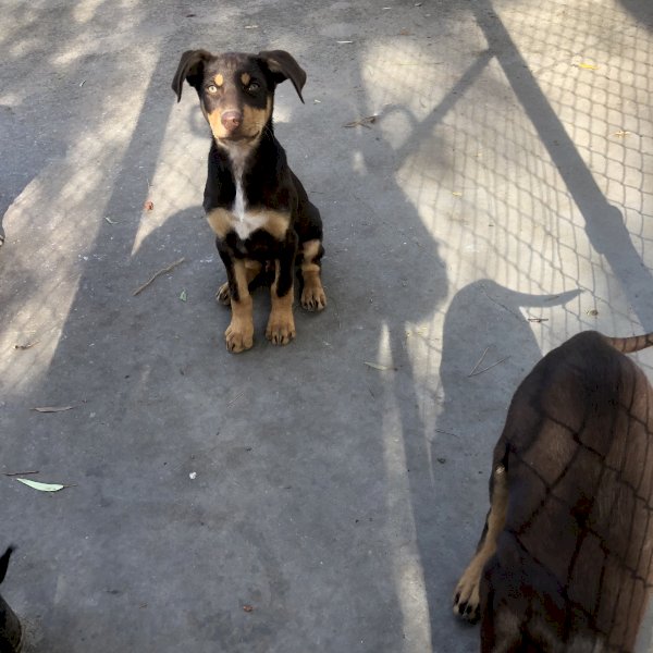 Pure Bred Kelpie Pups (2 Males)