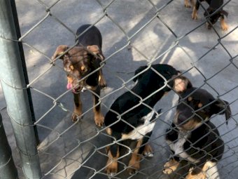 Pure Bred Kelpie Pups (2 Males)