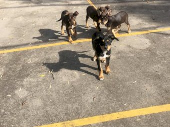 Pure Bred Kelpie Pups (2 Males)