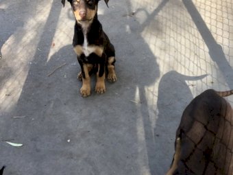 Pure Bred Kelpie Pups (2 Males)