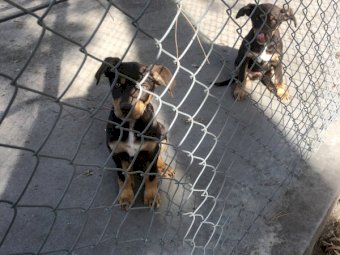 Pure Bred Kelpie Pups (2 Males)