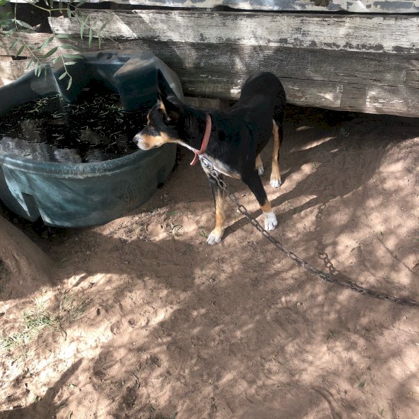 Female Working Kelpie
