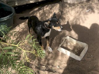 Female Working Kelpie