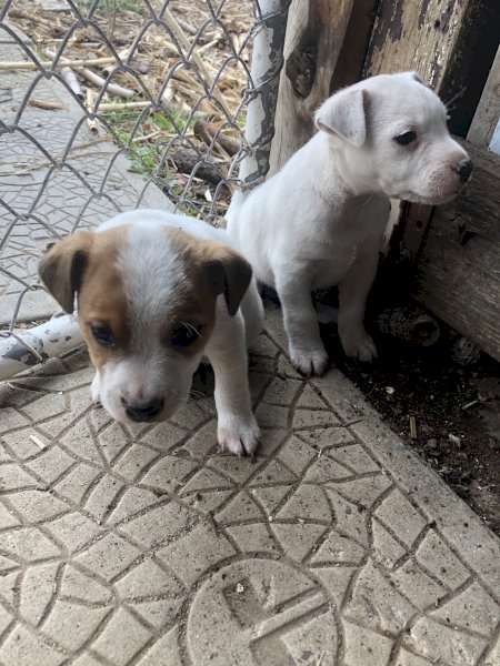 Pure Bred Jack Russell (2 Males)