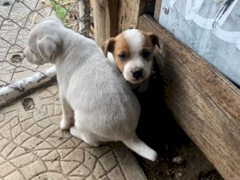 Pure Bred Jack Russell (2 Males)