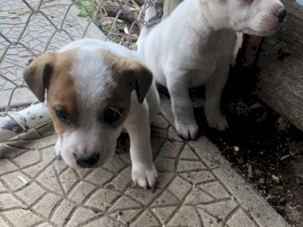 Pure Bred Jack Russell (2 Males)
