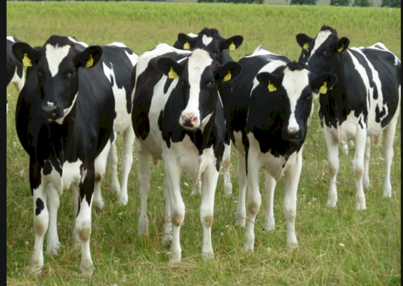 Wanted Holstein Export Heifers
