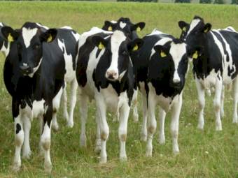 Wanted Holstein Export Heifers
