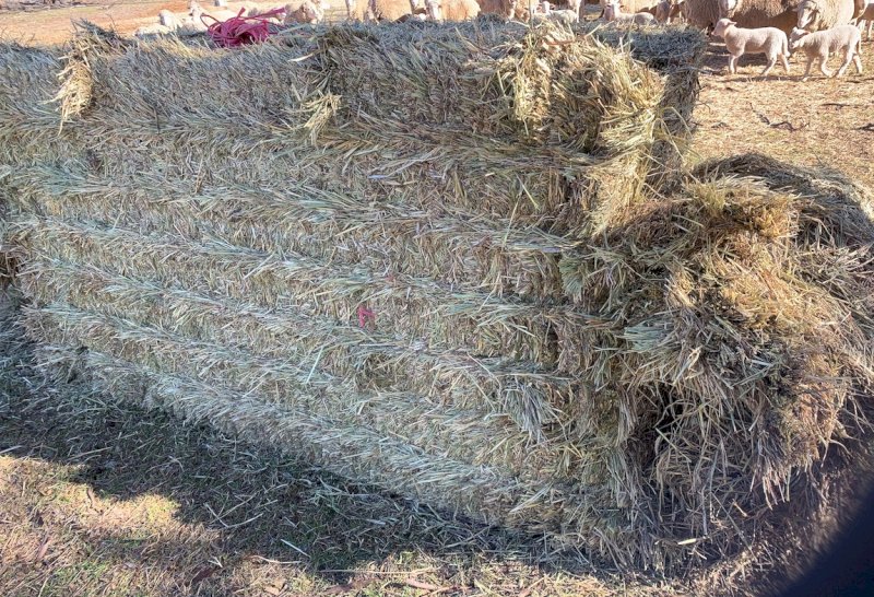 Barley Hay 8x4x3 Bales