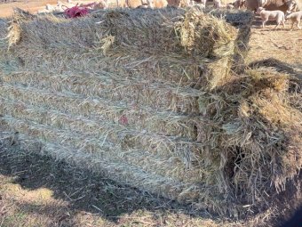 Barley Hay 8x4x3 Bales