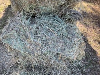 Barley Hay 8x4x3 Bales