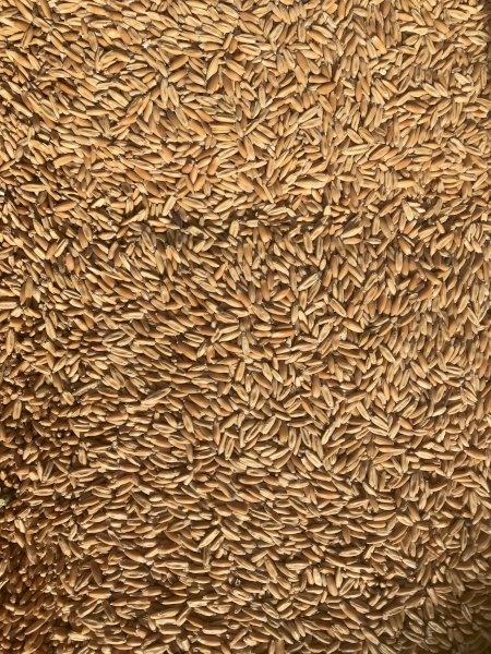 Matika Seed Oats 3-4mt