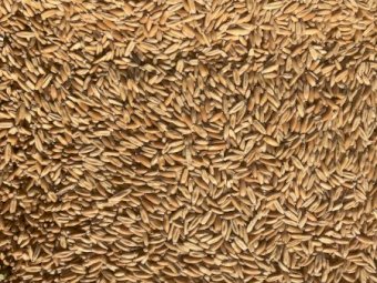 Matika Seed Oats 3-4mt