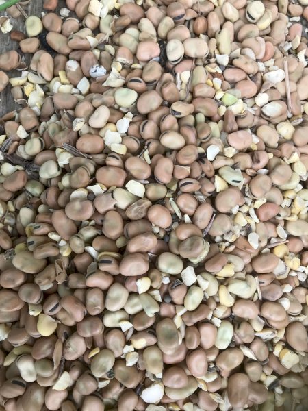 Faba Beans 4-5mt