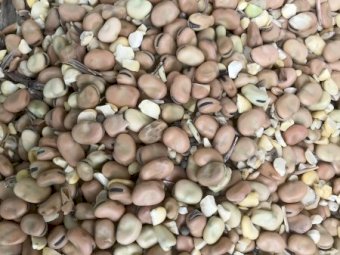 Faba Beans 4-5mt