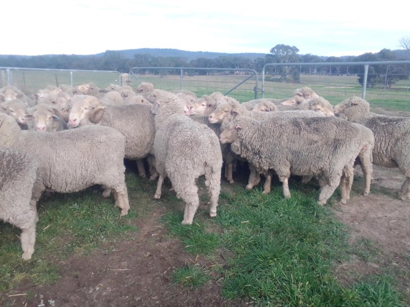 Merino Ewes in Lamb