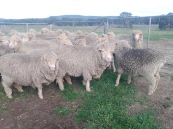 Merino Ewes in Lamb