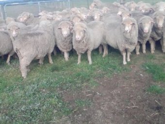 Merino Ewes in Lamb