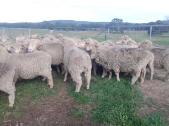 Merino Ewes in Lamb