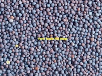 3mt Vetch Seed - Cleaned