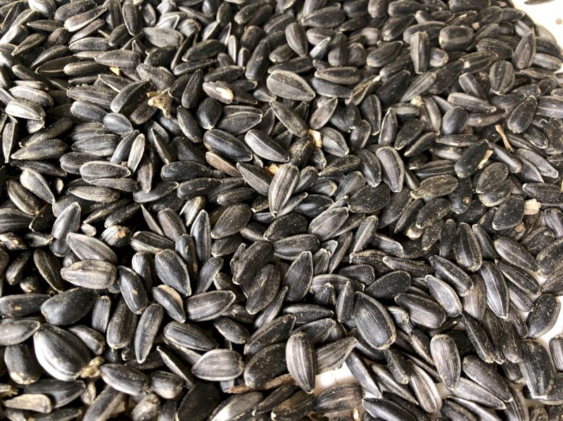35mt Black Sunflower Seed