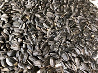 35mt Black Sunflower Seed