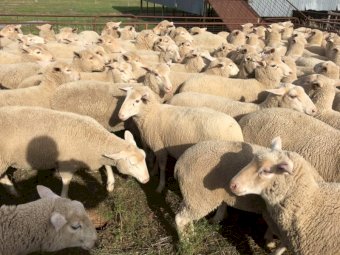 440  Composite Ewe Lambs SIL @ 128% to White Suffolk Rams