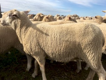 440  Composite Ewe Lambs SIL @ 128% to White Suffolk Rams