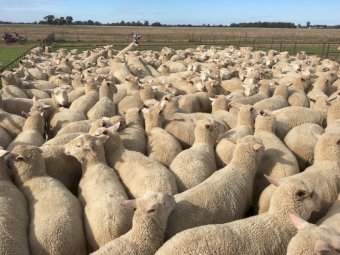 440  Composite Ewe Lambs SIL @ 128% to White Suffolk Rams