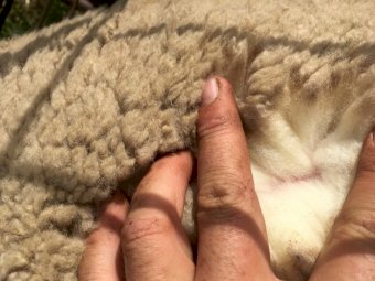 440  Composite Ewe Lambs SIL @ 128% to White Suffolk Rams