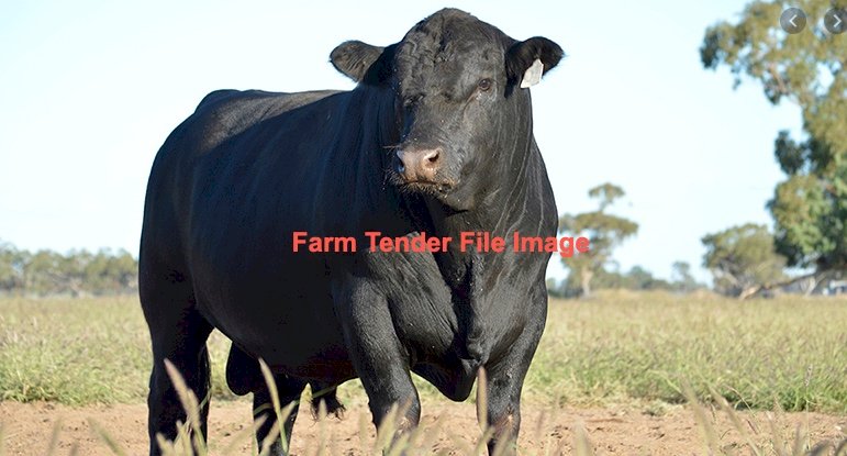 HBR (Herd Book Recorded) ANGUS BULLS