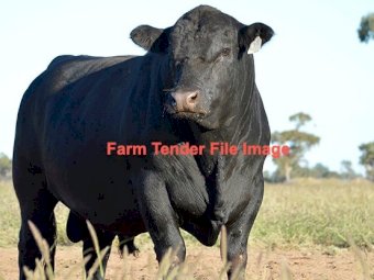 HBR (Herd Book Recorded) ANGUS BULLS