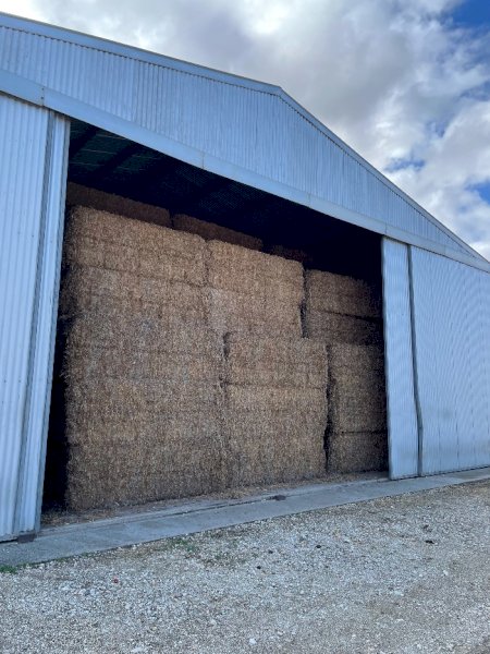 300mt Vetch Hay 600kg 8x4x3 Bales (19/20)