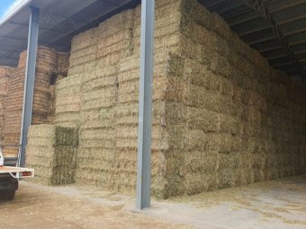 A Grade Oaten Hay Shedded