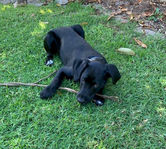 Dalmation Kelpie Cross (6mth old male pup) | Farm Tender