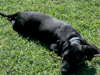 Dalmation Kelpie Cross (6mth old male pup)
