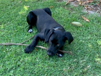 Dalmation Kelpie Cross (6mth old male pup)