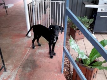Dalmation Kelpie Cross (6mth old male pup)