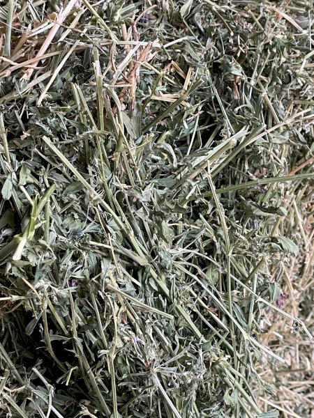 Small Square Lucerne Hay