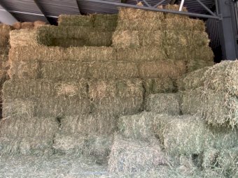 Small Square Lucerne Hay