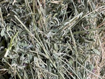 Small Square Lucerne Hay