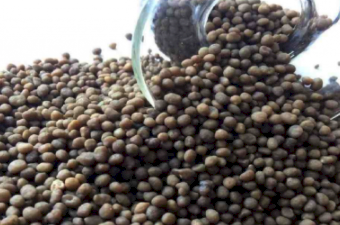 DAP - Ex Geelong - Available now