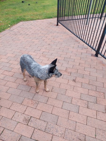 2 x Blue Heeler Pups