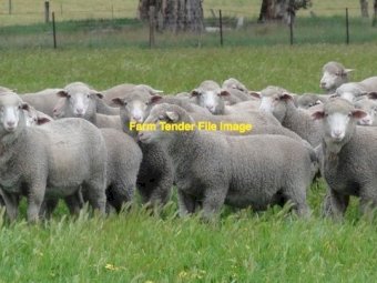 WANTED Merino & XB Ewes SIL
