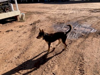 17 month old Kelpie Working Dog